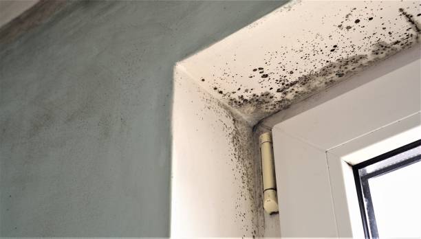 Best HVAC Mold Inspection and Cleaning  in Trabuco Nyon, CA