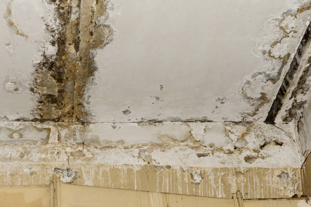 Best Mold Remediation for Healthcare Facilities  in Trabuco Nyon, CA