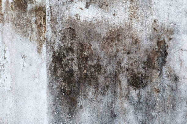 Best Mold-Related Health Consultation  in Trabuco Nyon, CA