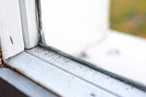  Trabuco Nyon, CA Mold Removal Pros