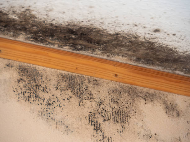 Best Black Mold Removal  in Trabuco Nyon, CA