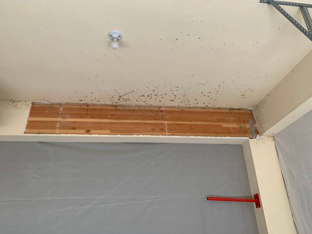 Best Commercial Mold Inspection  in Trabuco Nyon, CA