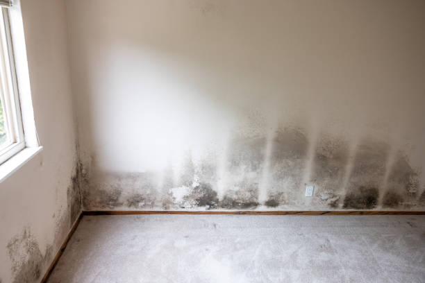Best Water Damage & Mold Remediation  in Trabuco Nyon, CA