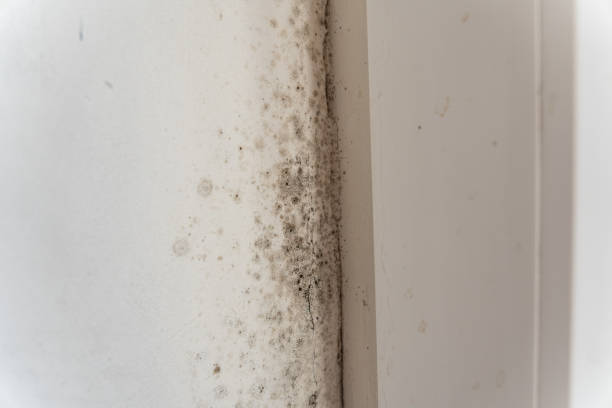 Best Basement Mold Removal  in Trabuco Nyon, CA