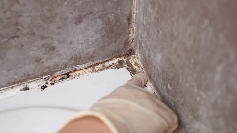Best Forensic Mold Investigation  in Trabuco Nyon, CA