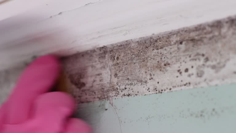 Best Mold Odor Removal Services  in Trabuco Nyon, CA